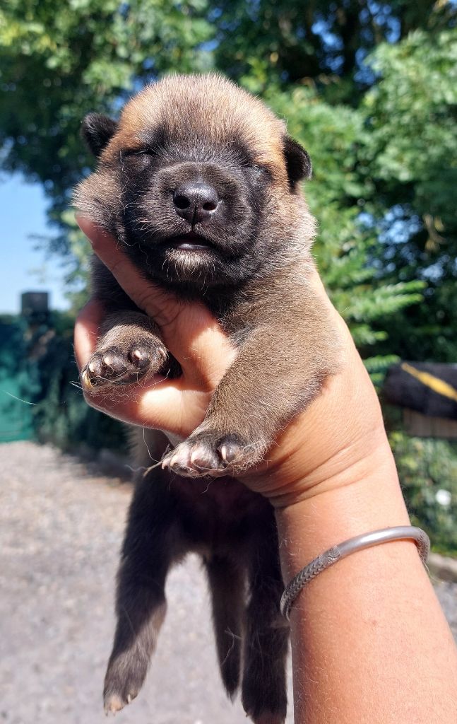 De karysha - Chiots disponibles - Berger Belge