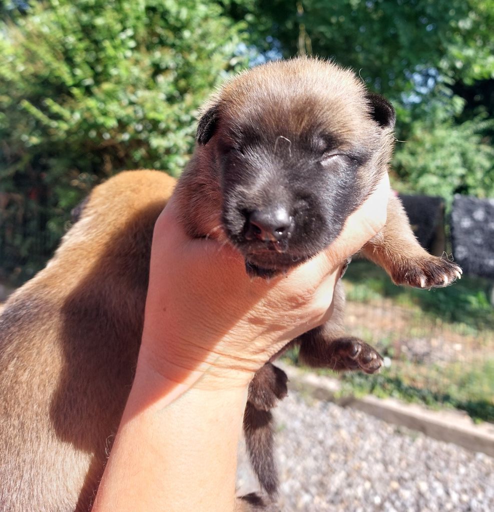 De karysha - Chiots disponibles - Berger Belge