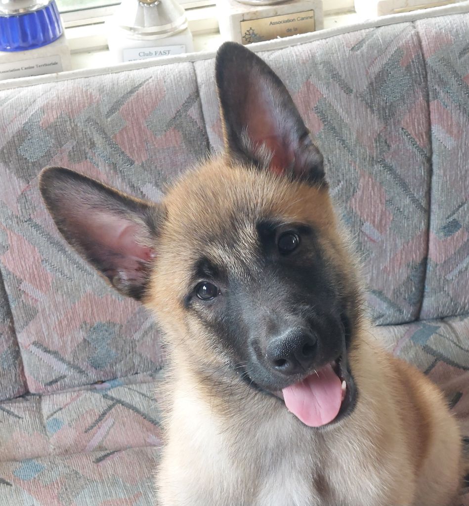 De karysha - Chiots disponibles - Berger Belge
