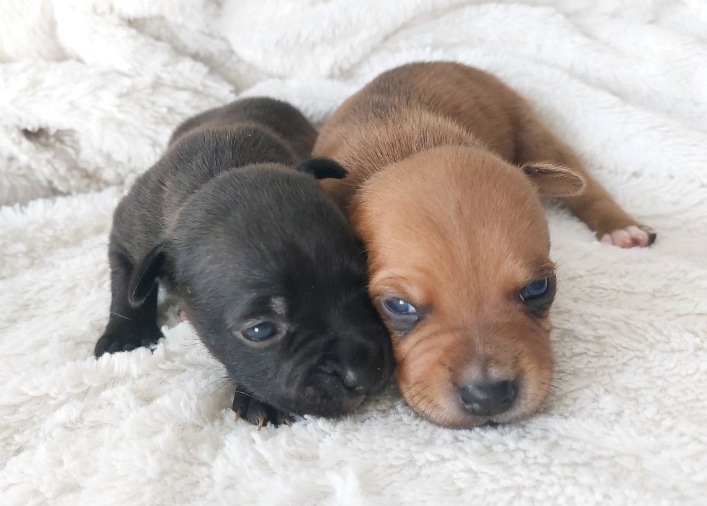 De karysha - Staffordshire Bull Terrier - Portée née le 02/10/2025