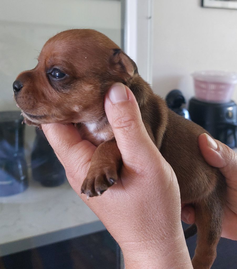 De karysha - Chiots disponibles - Staffordshire Bull Terrier