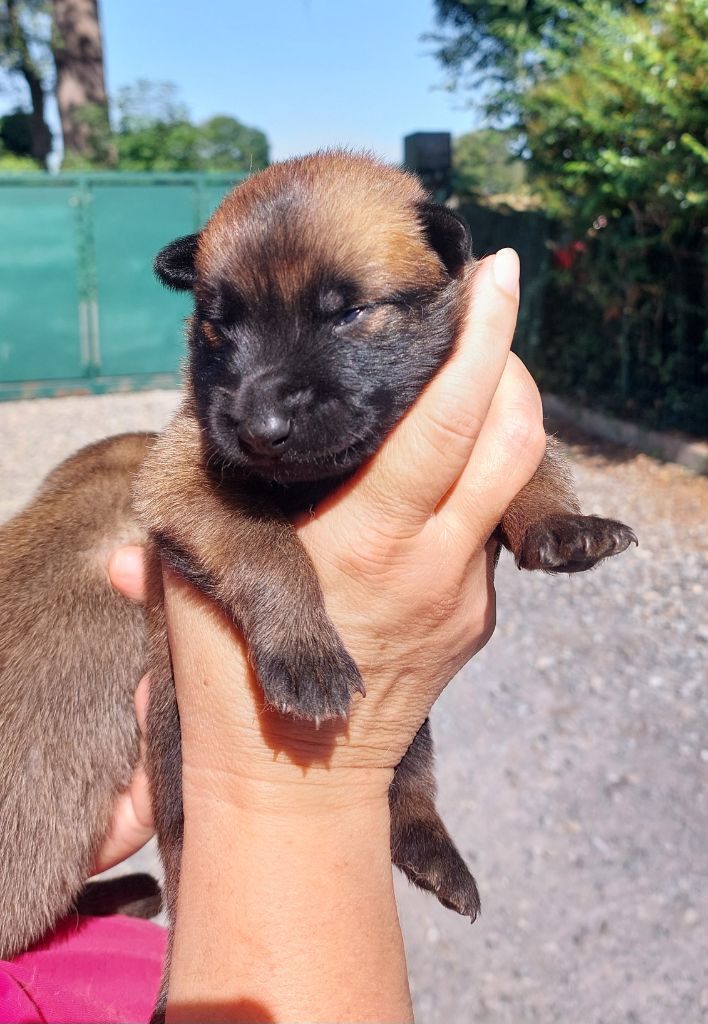 De karysha - Chiots disponibles - Berger Belge