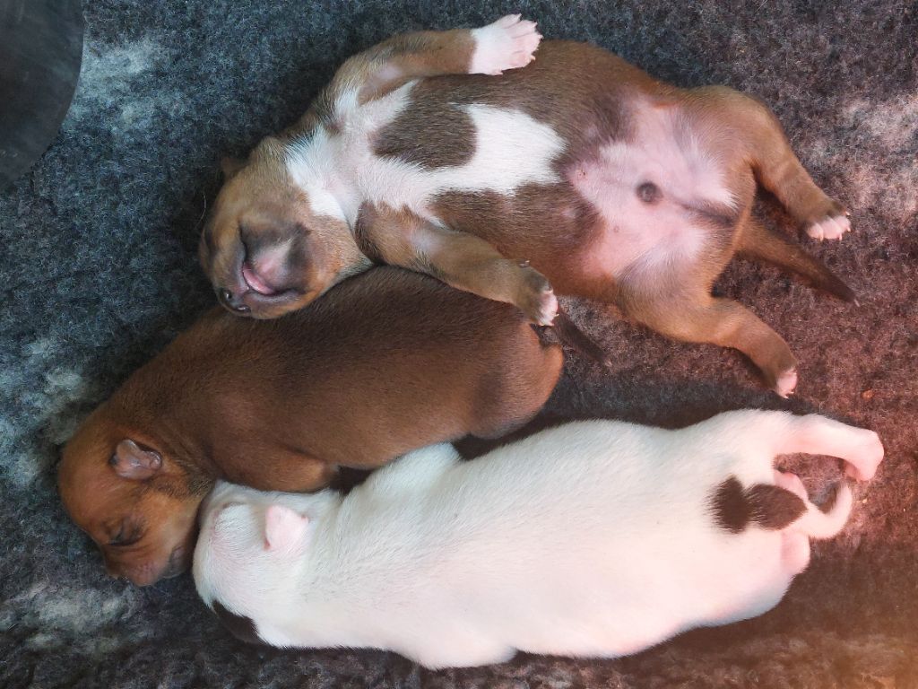 Puppy Staffordshire Bull Terrier De karysha