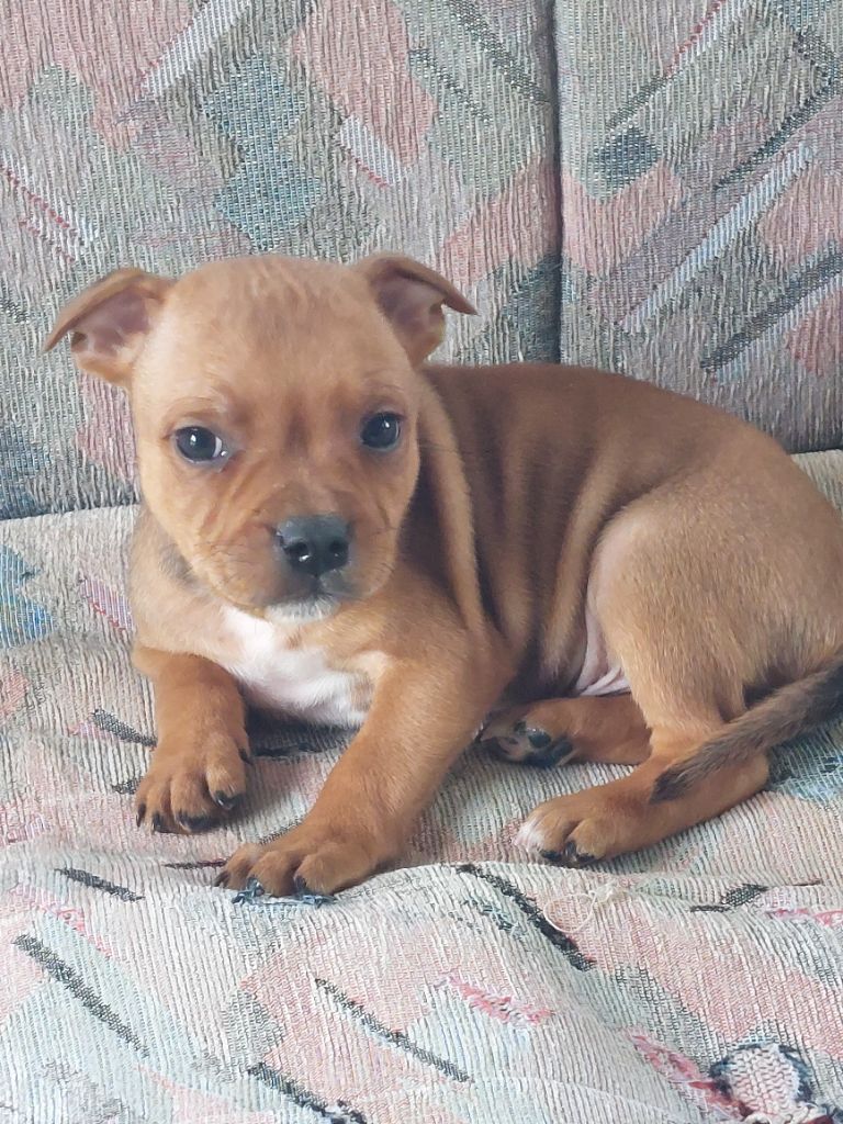 De karysha - Chiots disponibles - Staffordshire Bull Terrier