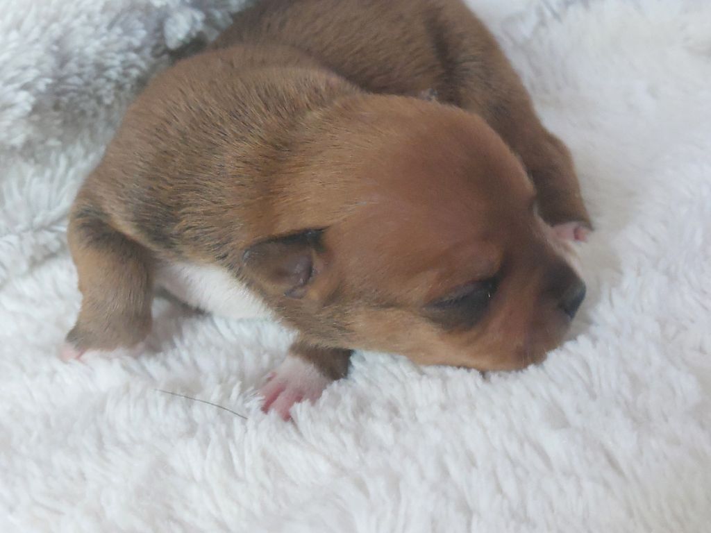 De karysha - Chiots disponibles - Staffordshire Bull Terrier