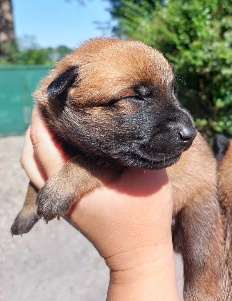 De karysha - Chiots disponibles - Berger Belge