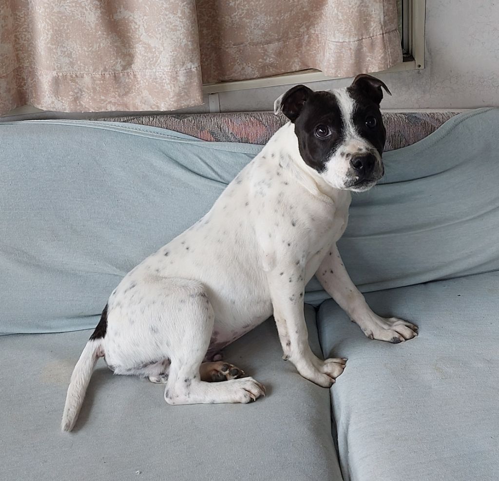 De karysha - Staffordshire Bull Terrier - Portée née le 13/10/2023