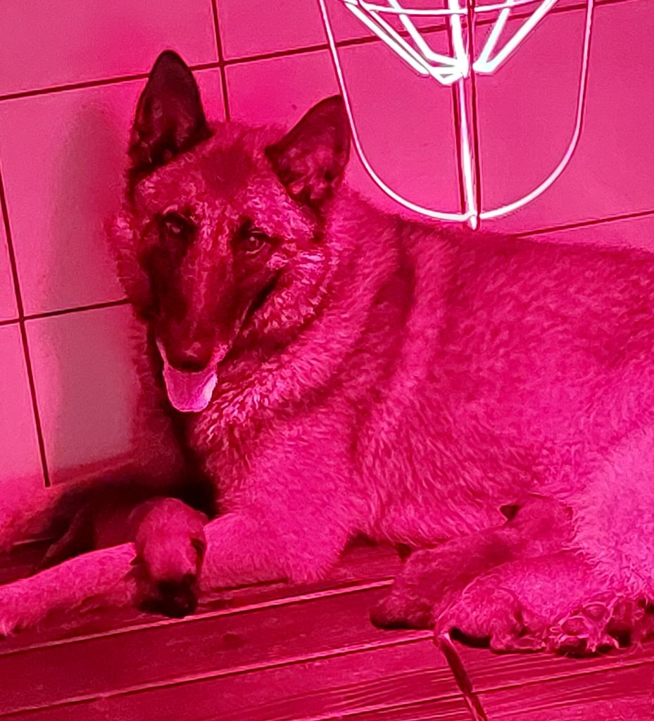 Chiot Berger Belge De karysha