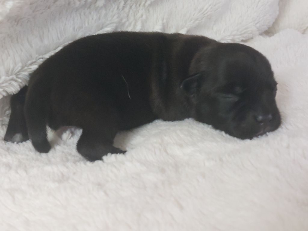 De karysha - Chiots disponibles - Staffordshire Bull Terrier