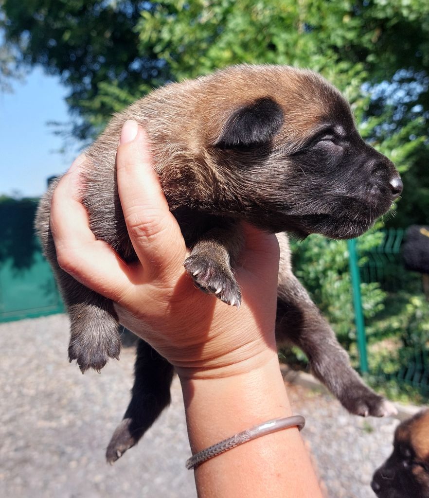 De karysha - Chiots disponibles - Berger Belge