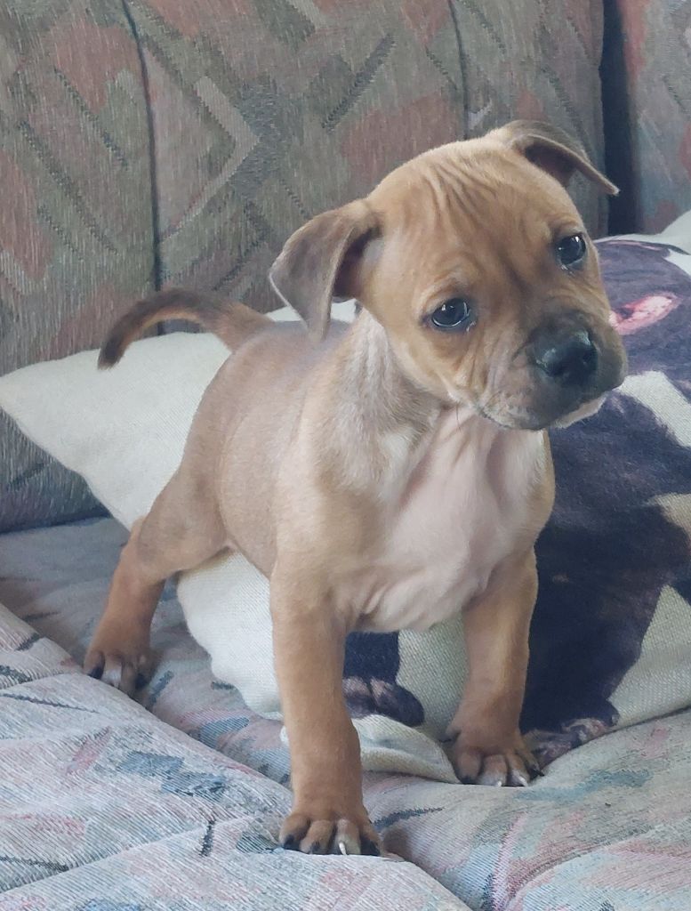 De karysha - Chiots disponibles - Staffordshire Bull Terrier