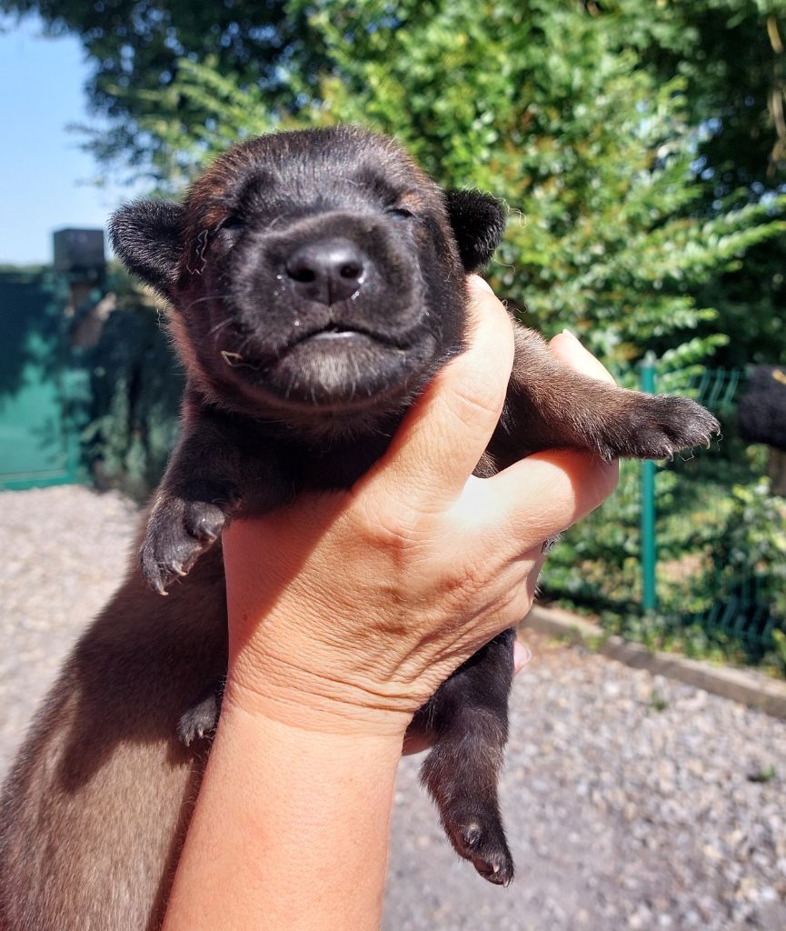 De karysha - Chiots disponibles - Berger Belge