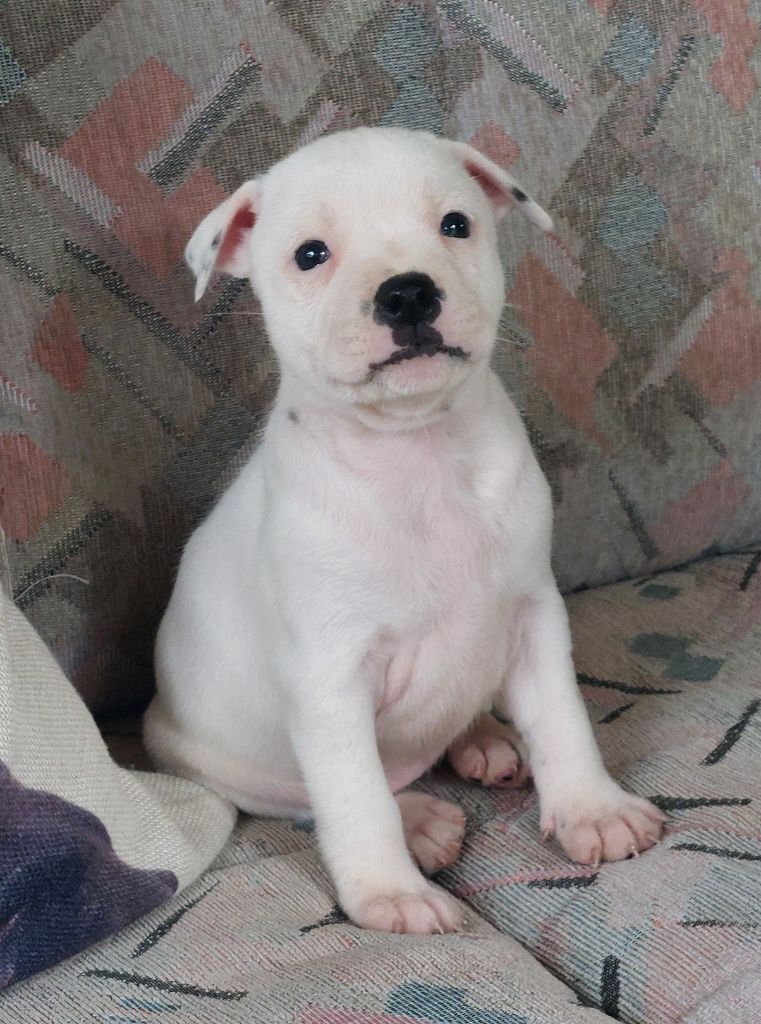 De karysha - Chiots disponibles - Staffordshire Bull Terrier