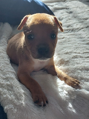 A'KUMA THE BUCCANEER