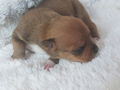CHIOT 2