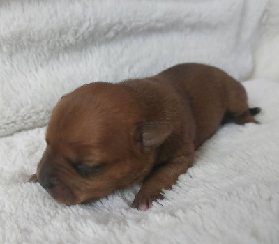 CHIOT 6