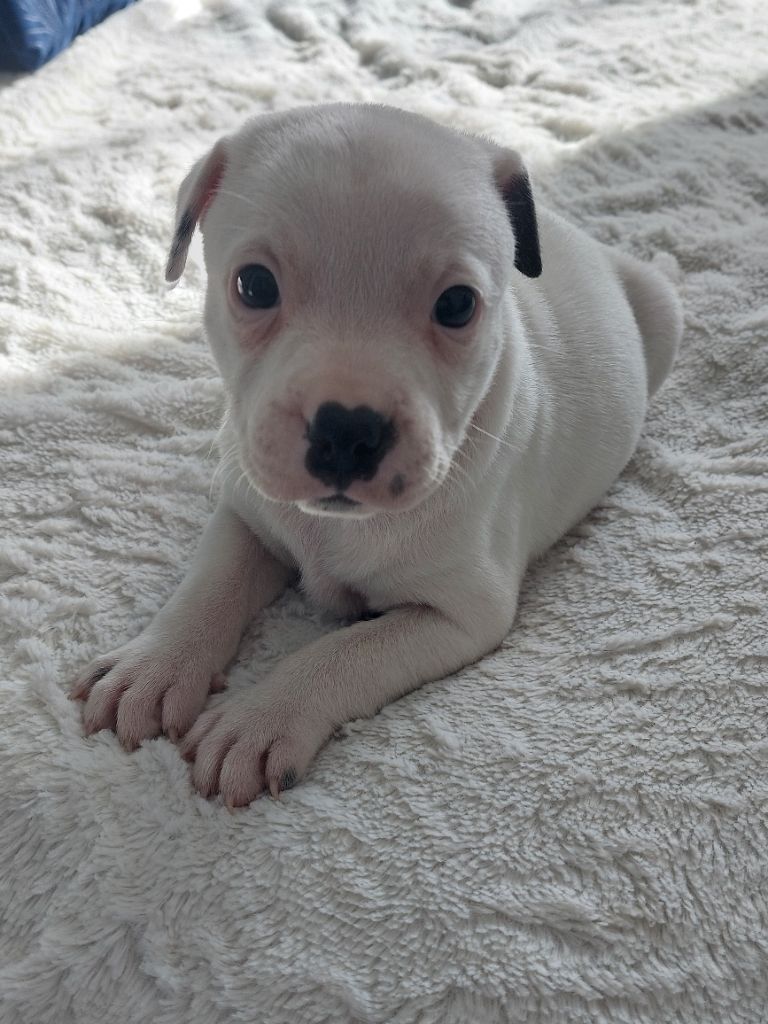 De karysha - Chiots disponibles - Staffordshire Bull Terrier