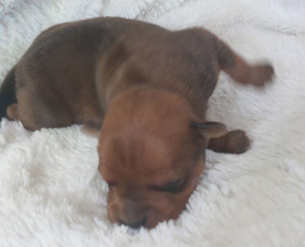 De karysha - Chiots disponibles - Staffordshire Bull Terrier