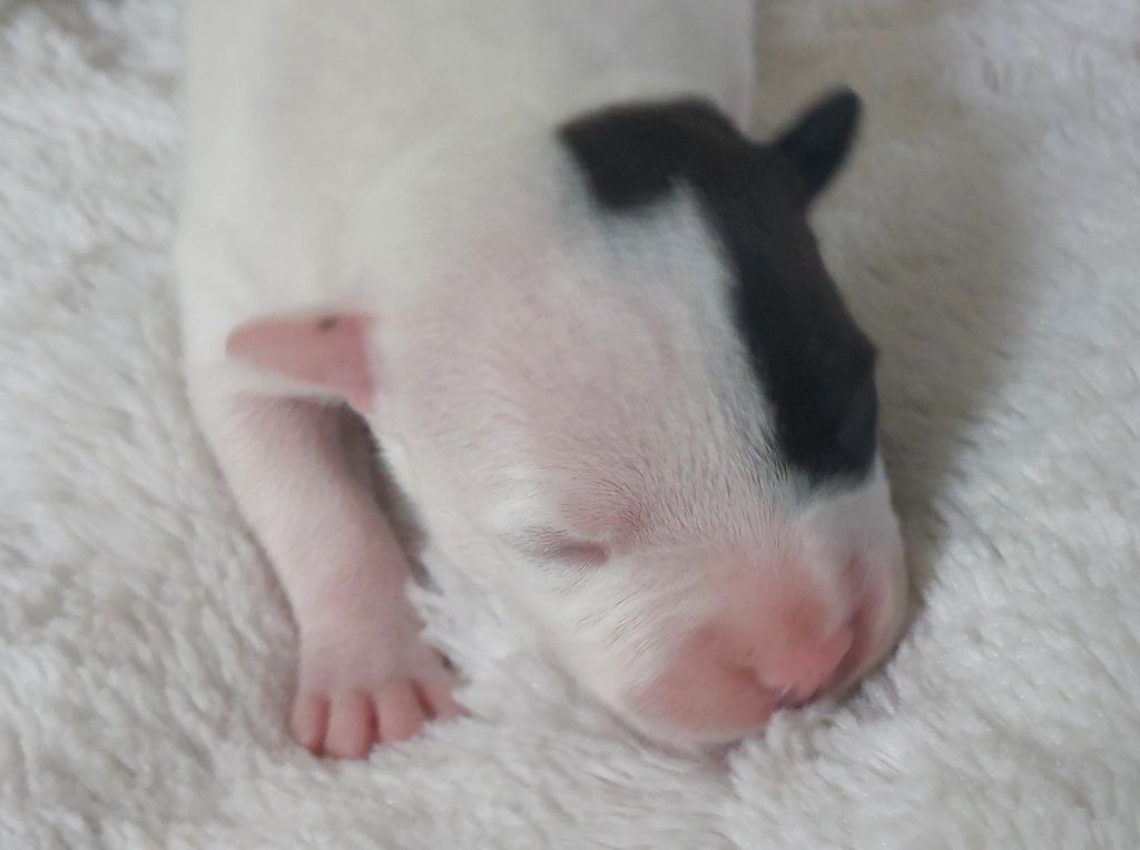 De karysha - Chiots disponibles - Staffordshire Bull Terrier