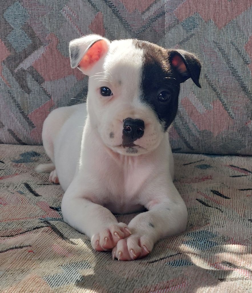 De karysha - Chiots disponibles - Staffordshire Bull Terrier