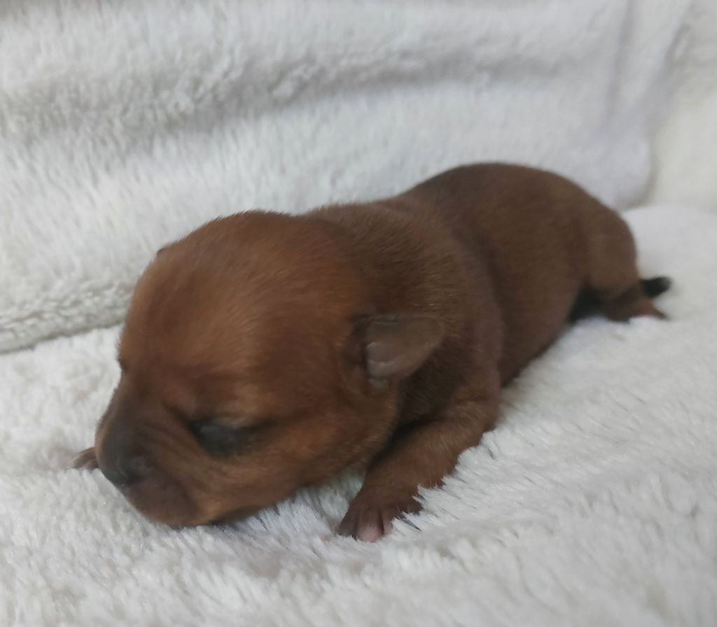 De karysha - Chiots disponibles - Staffordshire Bull Terrier