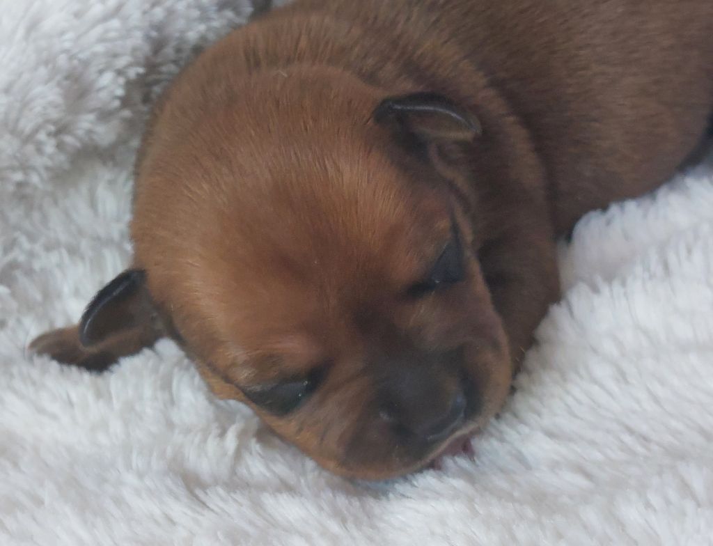 De karysha - Chiots disponibles - Staffordshire Bull Terrier